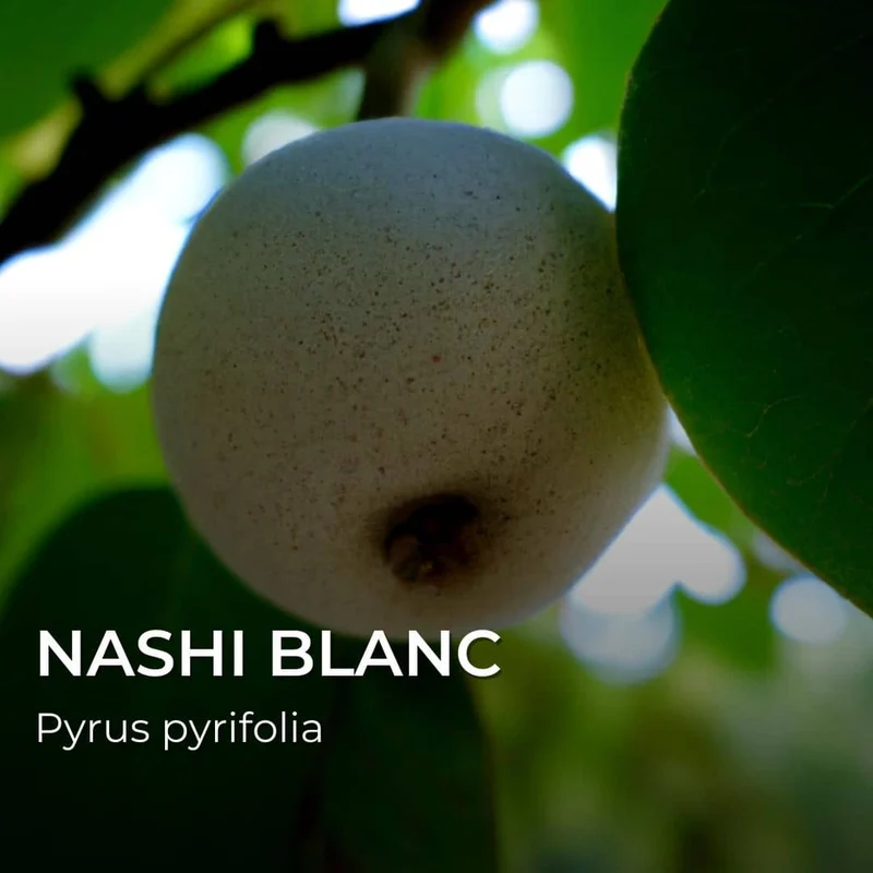 Nashi blanc — Poire japonaise — Plant