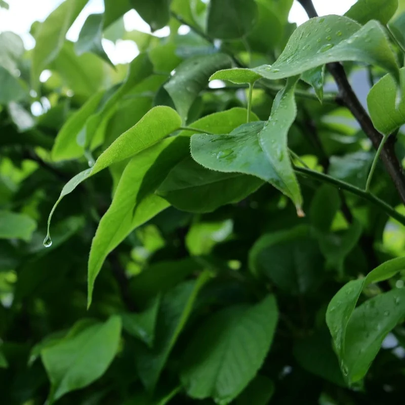 Nashi blanc — Poire japonaise — Plant