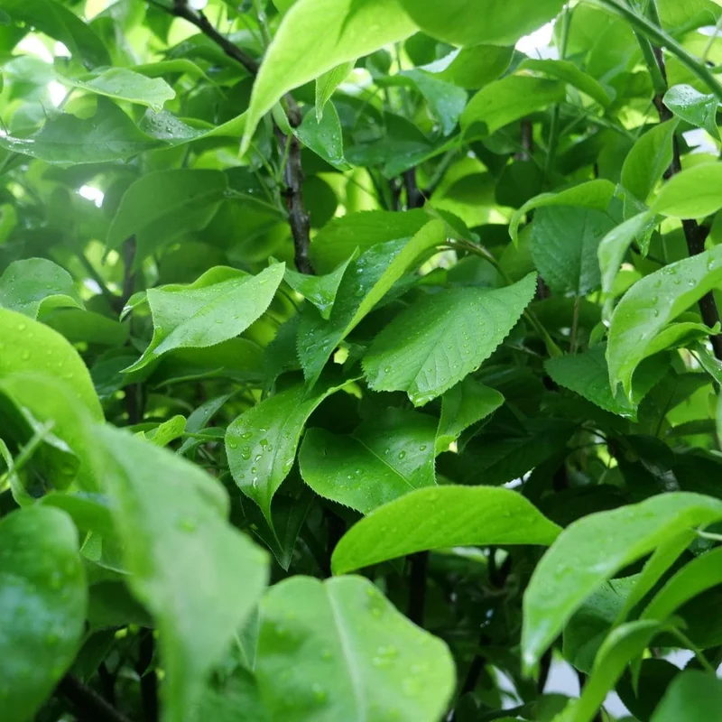 Nashi blanc — Poire japonaise — Plant