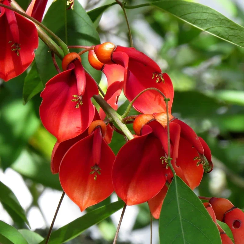 Arbre corail — Plant