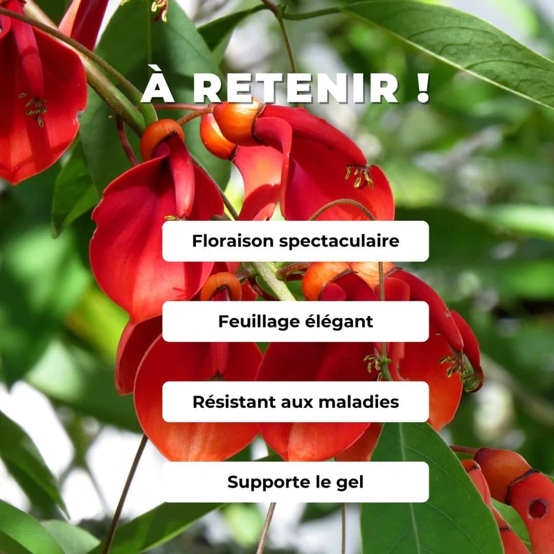 Arbre corail — Plant