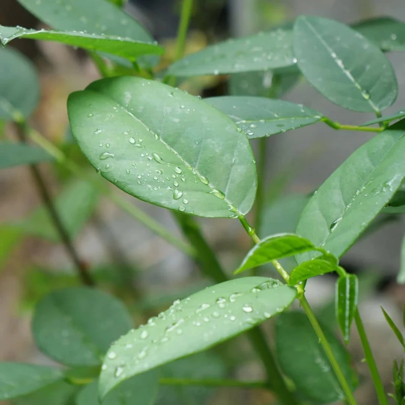 Arbre corail — Plant