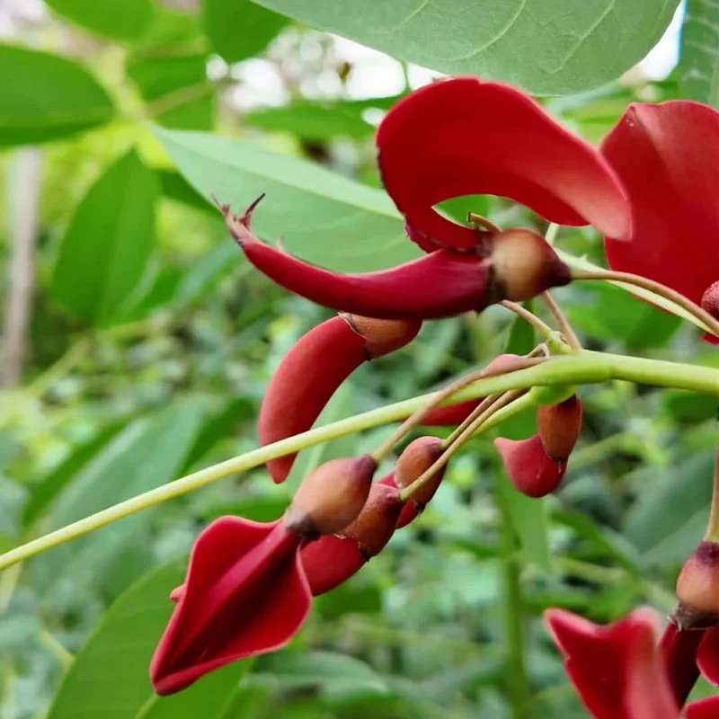 Arbre corail — Plant