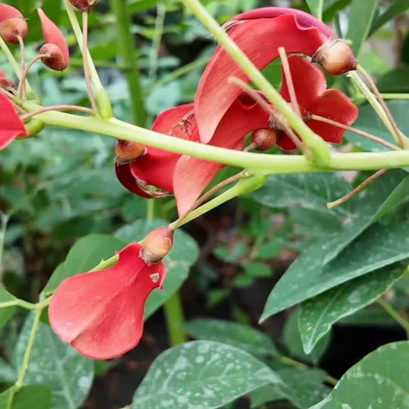 Arbre corail — Plant