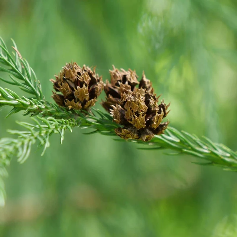 Cèdre du Japon — Graines ou plant