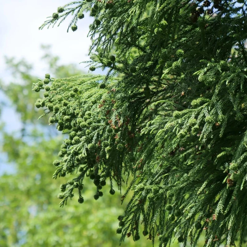 Cèdre du Japon — Graines ou plant