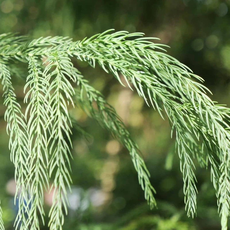 Cèdre du Japon — Graines ou plant