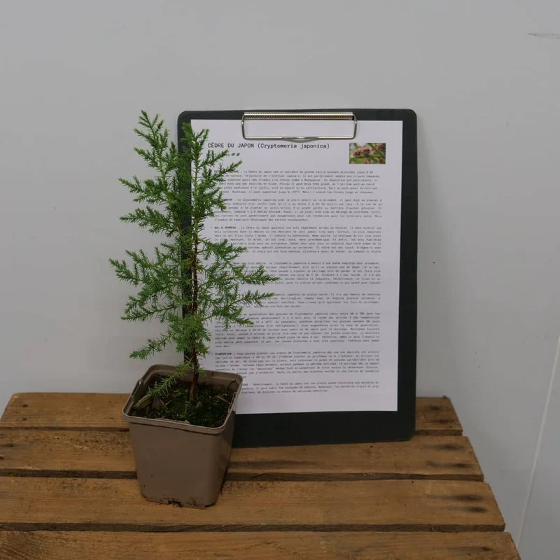Cèdre du Japon — Graines ou plant