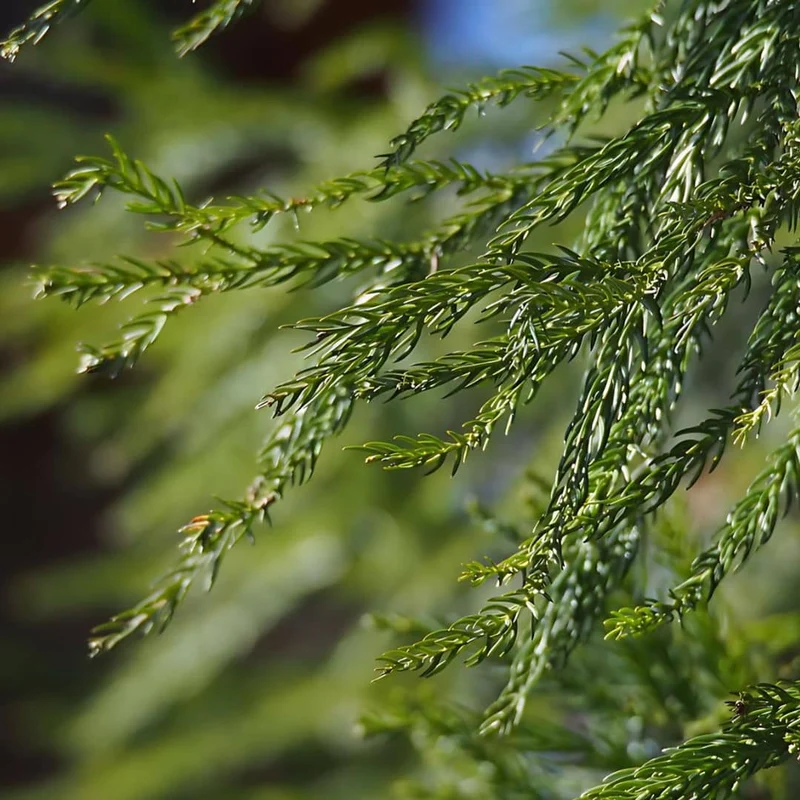 Cèdre du Japon — Graines ou plant