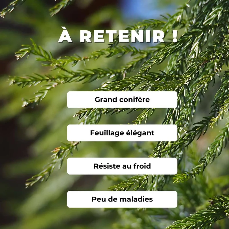 Cèdre du Japon — Graines ou plant