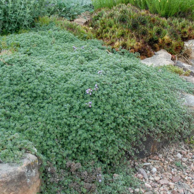 Thym laineux — Plant