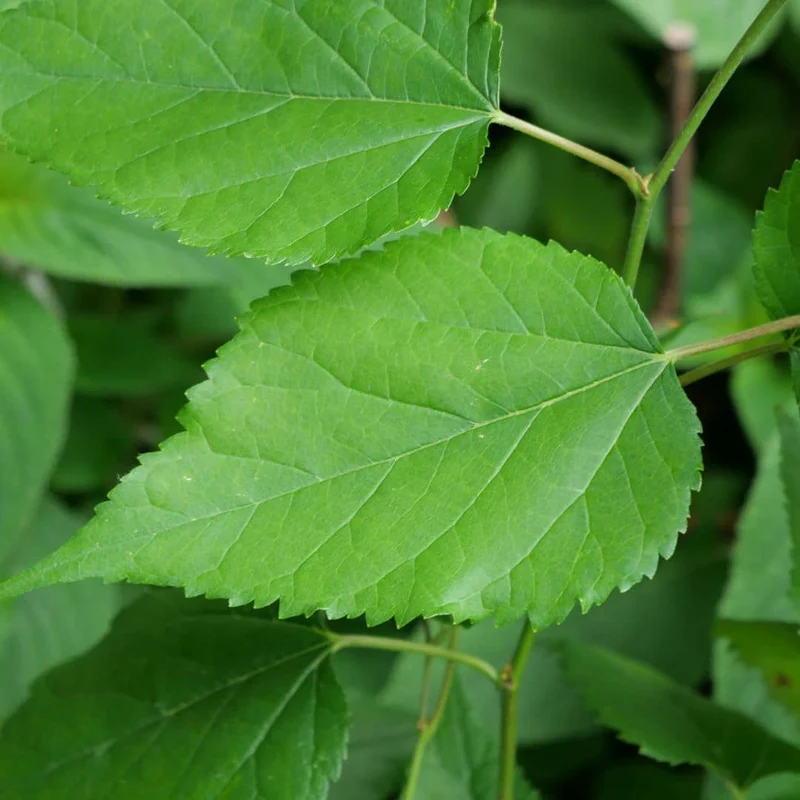 Mûrier blanc — Plant