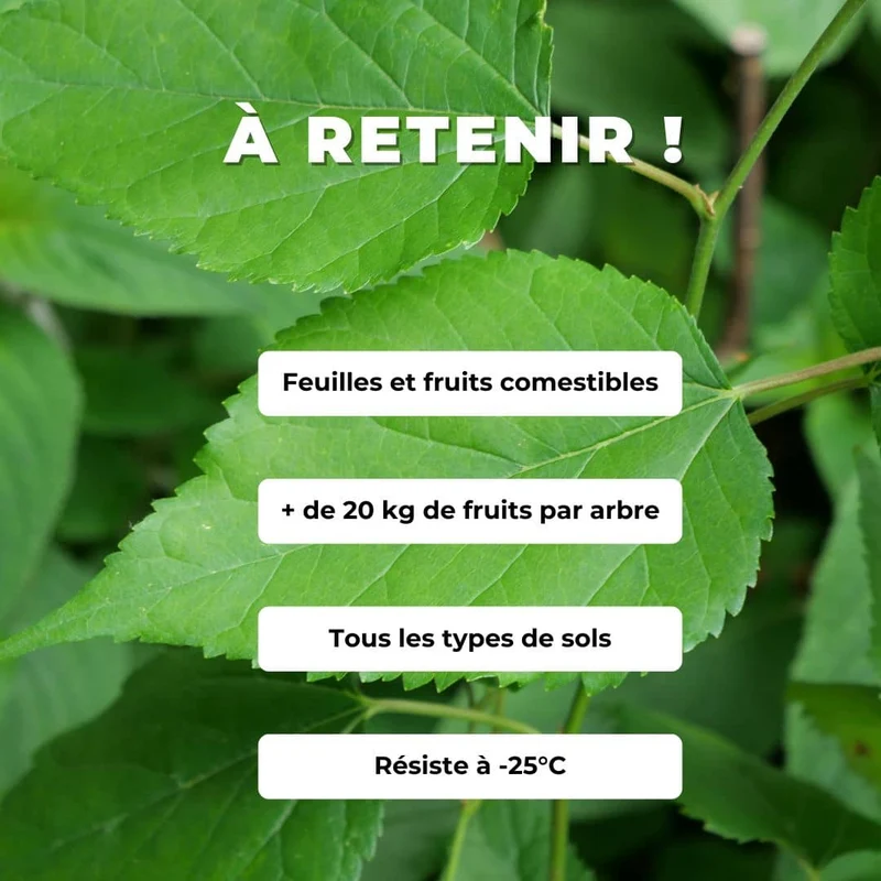 Mûrier blanc — Plant