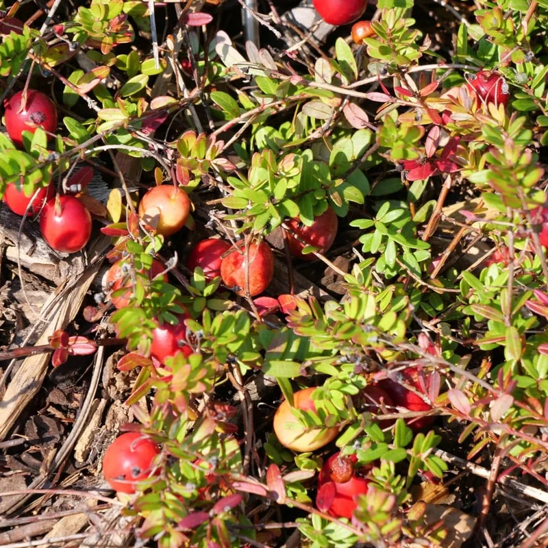 Cranberry — Canneberge à gros fruits — Plant