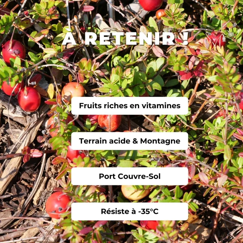 Cranberry — Canneberge à gros fruits — Plant