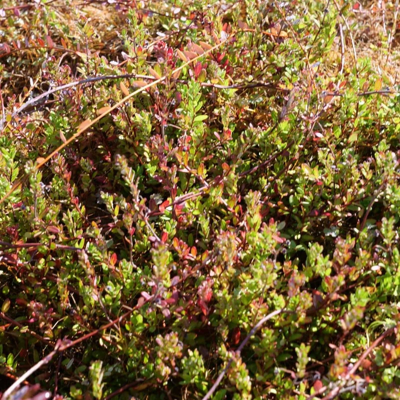 Cranberry — Canneberge à gros fruits — Plant