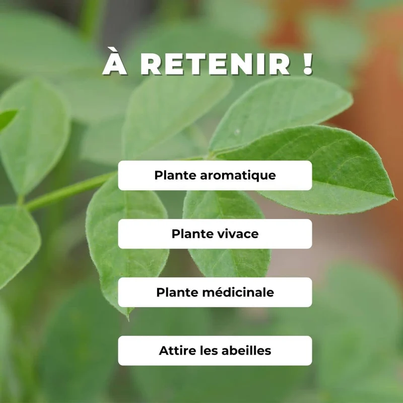 Réglisse — Graines ou plant