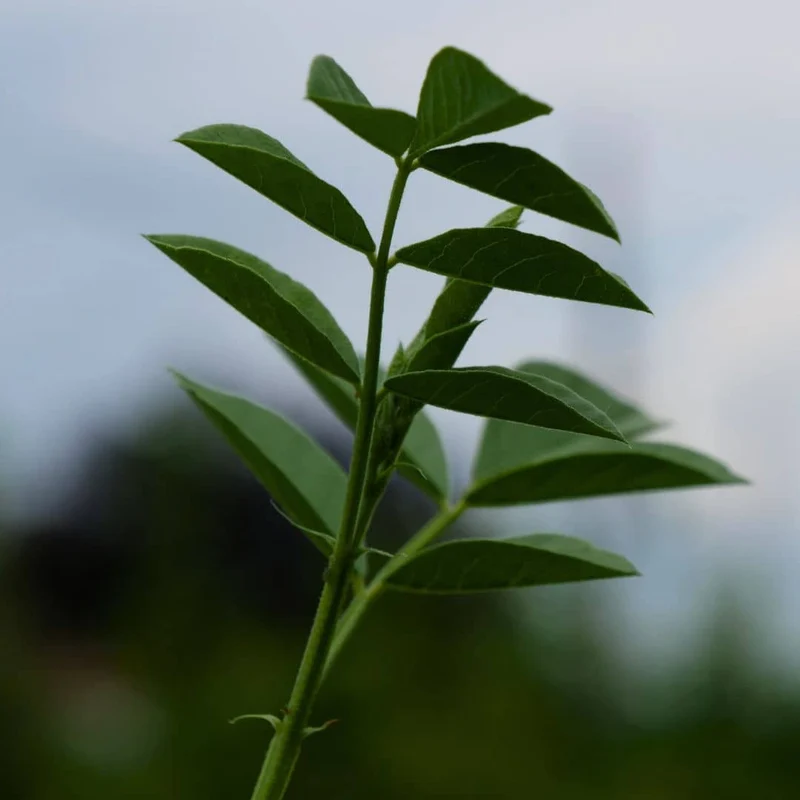 Réglisse — Graines ou plant