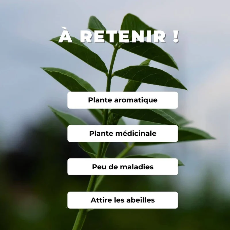 Réglisse — Graines ou plant