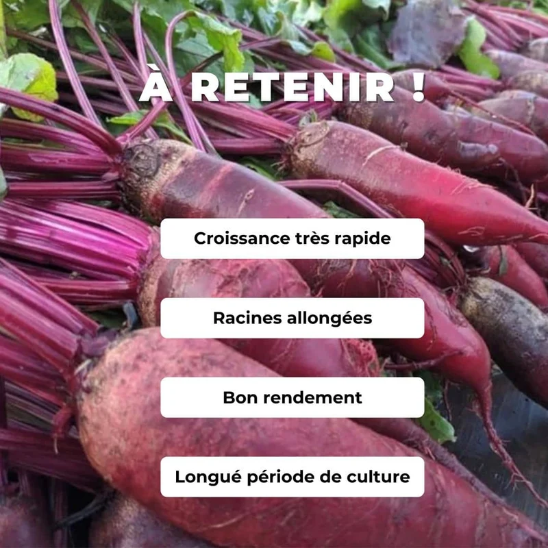 Betterave Cylindra — Graines