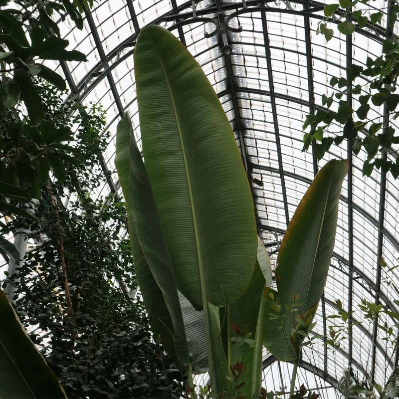 Oiseau de paradis géant — Graines