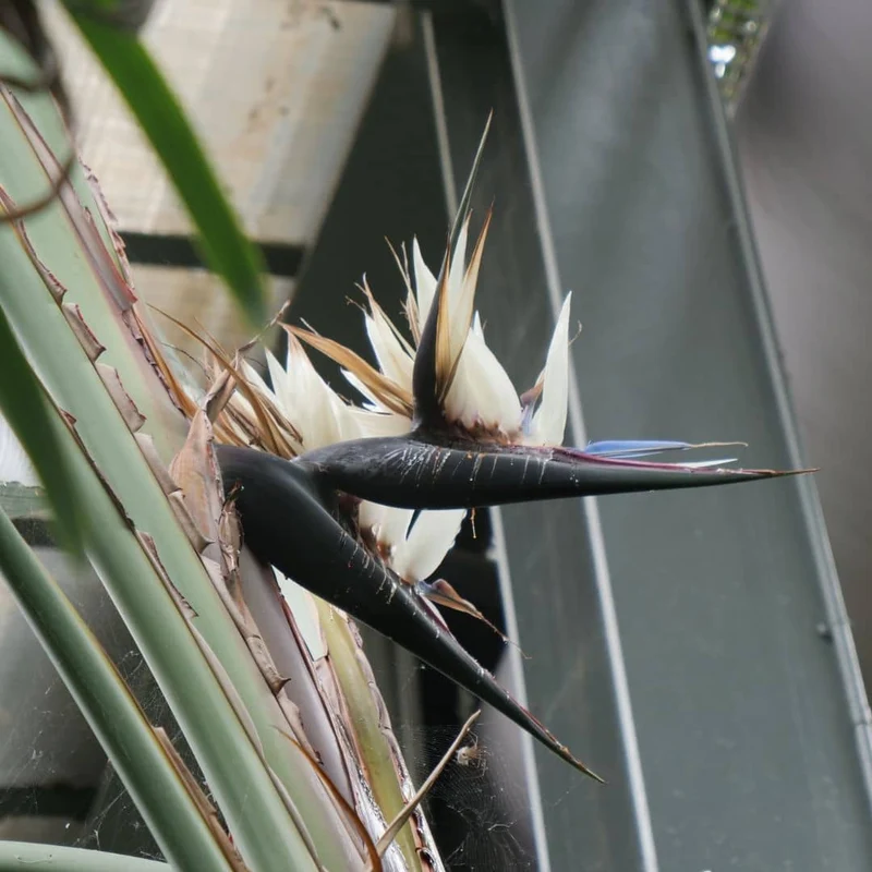 Oiseau de paradis géant — Graines