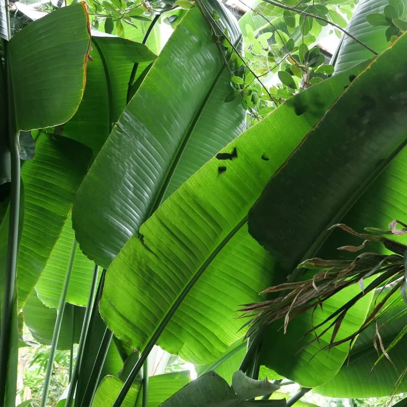 Oiseau de paradis géant — Graines