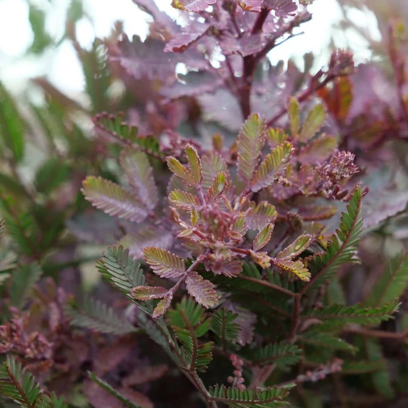 Mimosa pourpre — Graines