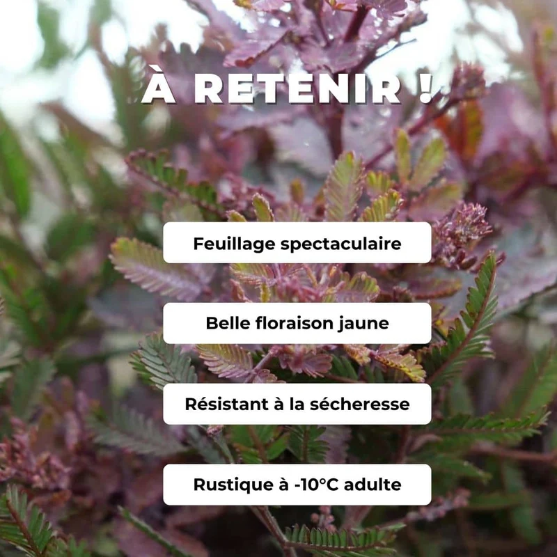Mimosa pourpre — Graines