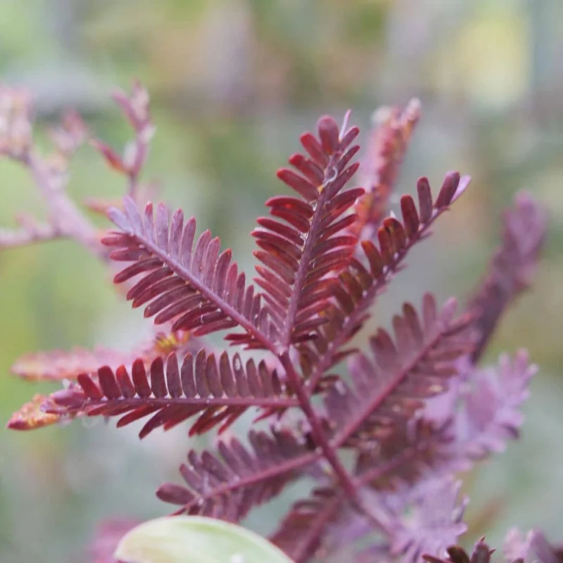 Mimosa pourpre — Graines
