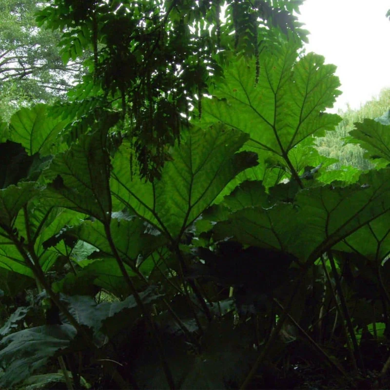 Gunnère géante — Plant