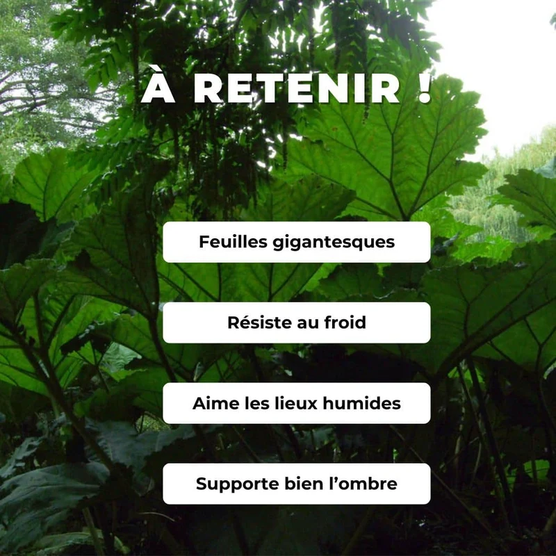 Gunnère géante — Plant