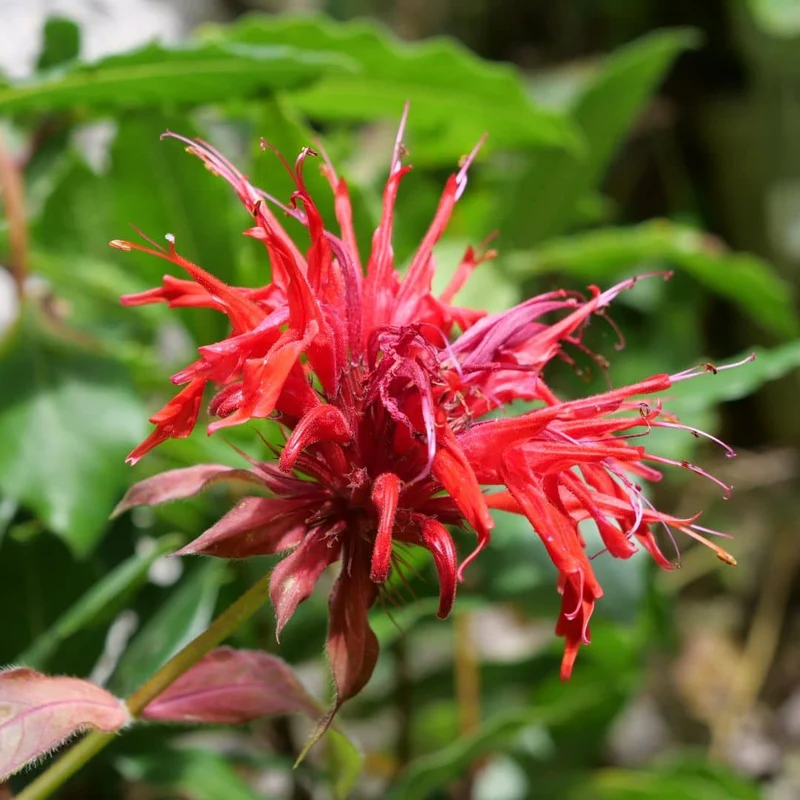 Monarde rouge — Plant