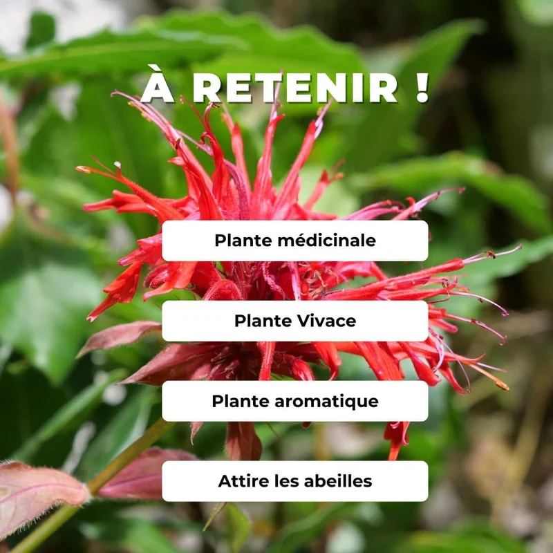 Monarde rouge — Plant