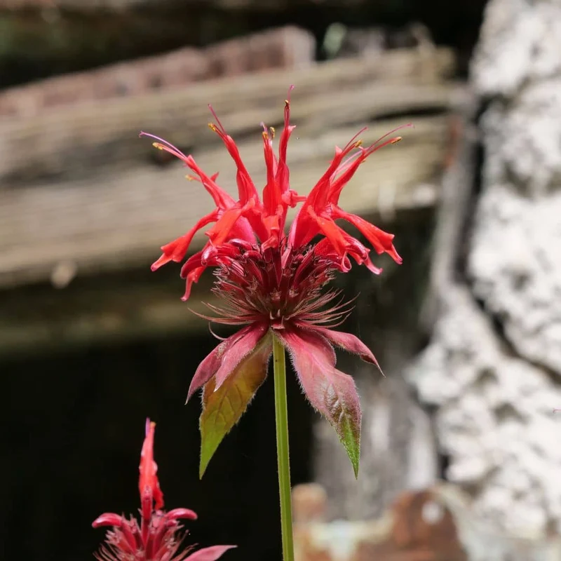 Monarde rouge — Plant