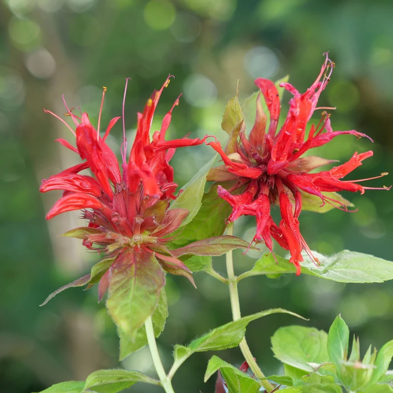 Monarde rouge — Plant