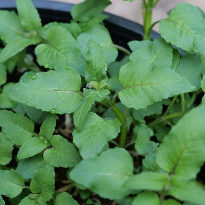 Monarde rouge — Plant