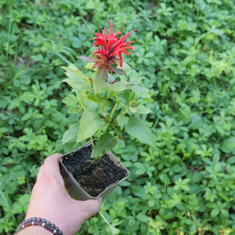 Monarde rouge — Plant