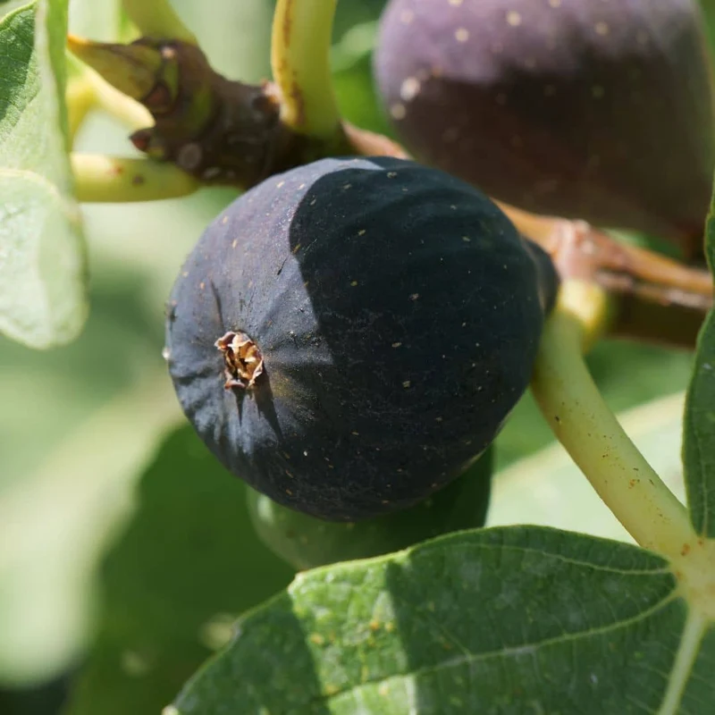Figuier commun — Jeune plant