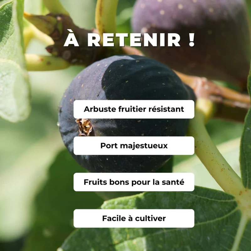 Figuier commun — Jeune plant