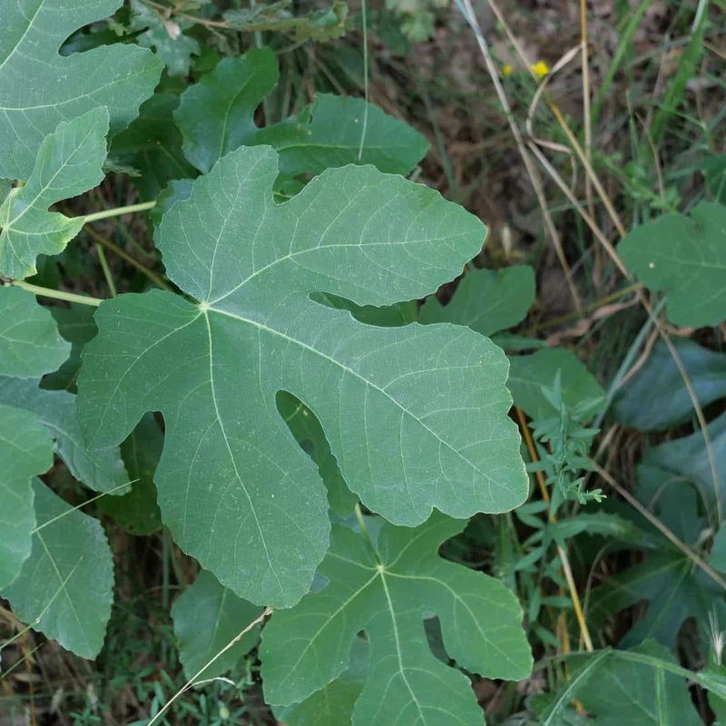 Figuier commun — Jeune plant