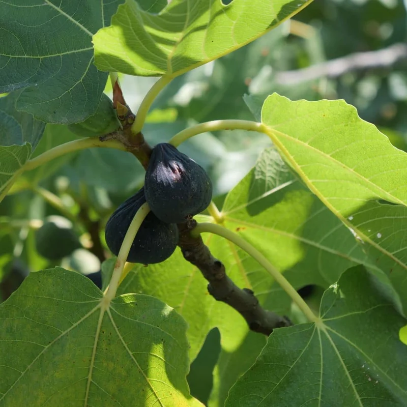 Figuier commun — Jeune plant