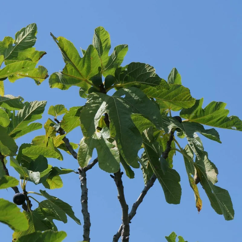 Figuier commun — Jeune plant