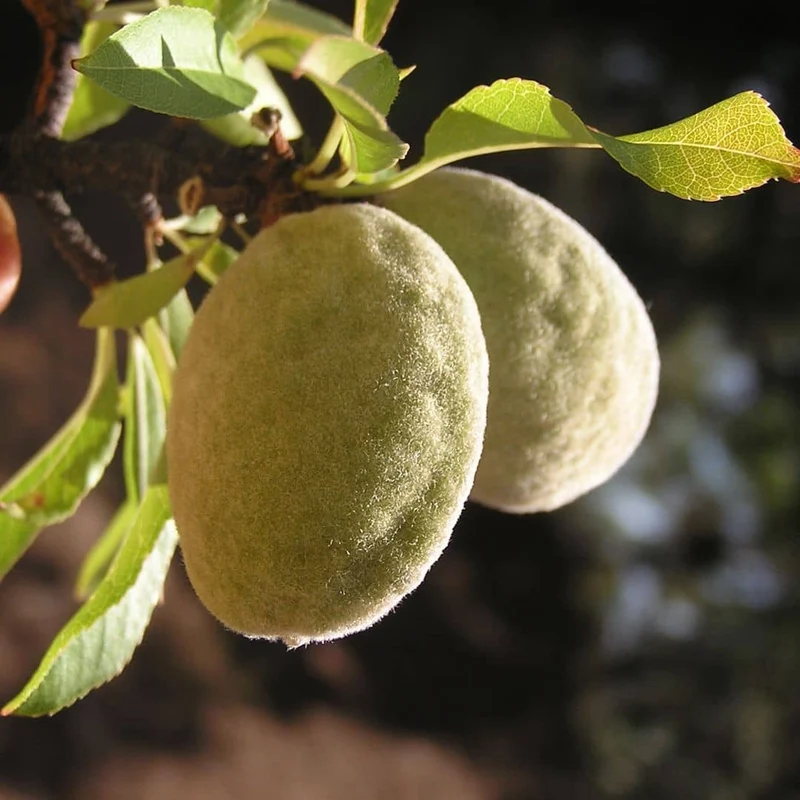 Amandier — Jeune plant