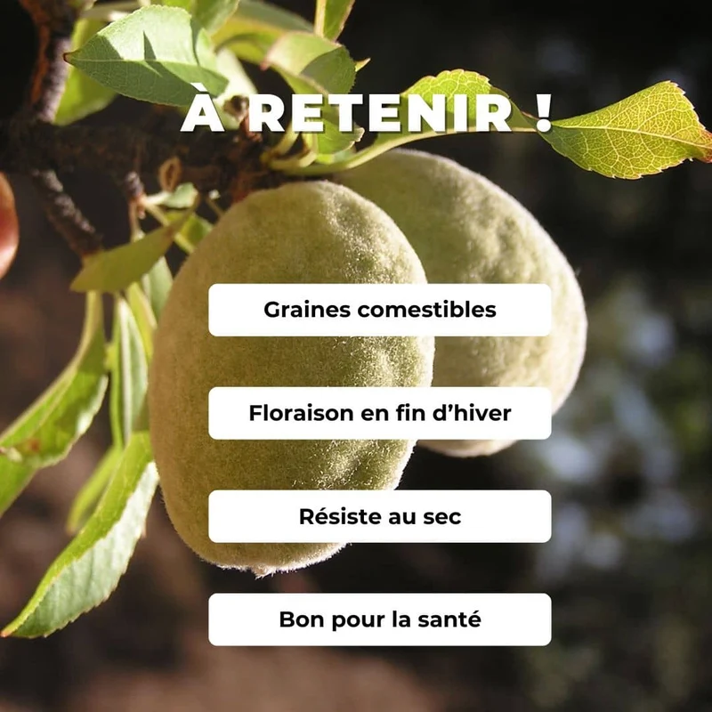 Amandier — Jeune plant