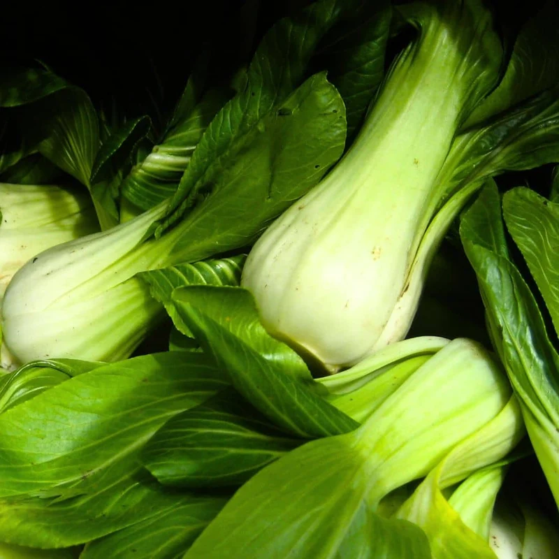 Chou chinois Pak Choi — Graines
