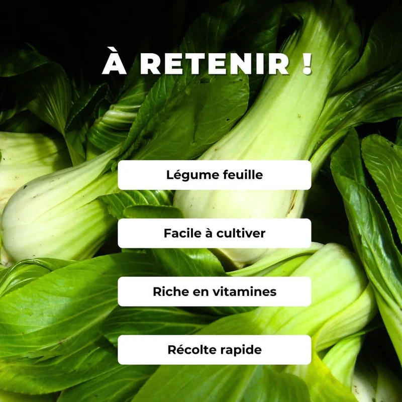 Chou chinois Pak Choi — Graines