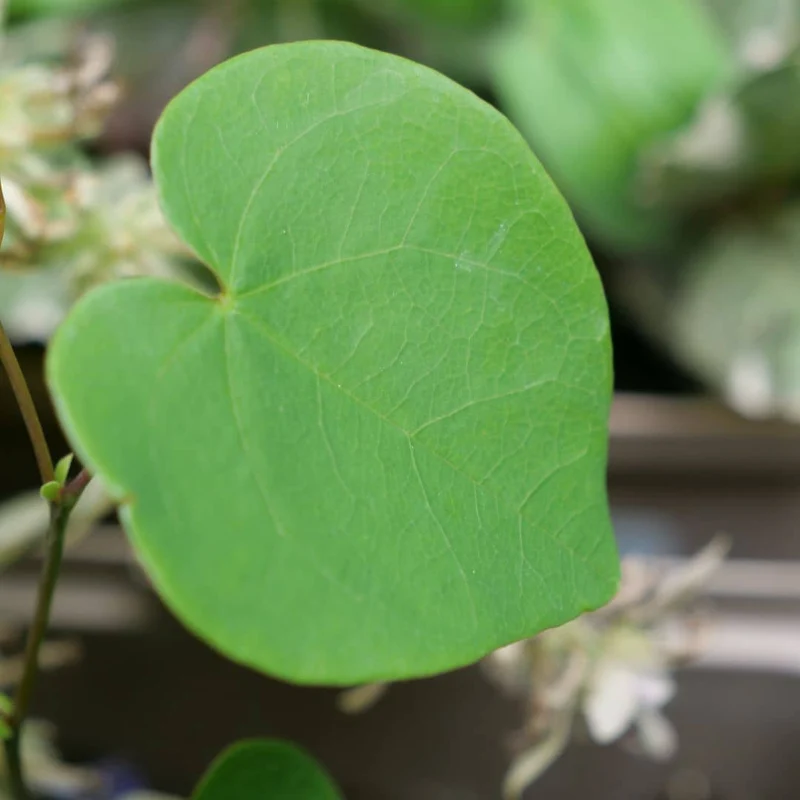 Gainier du Canada — Graines ou plant