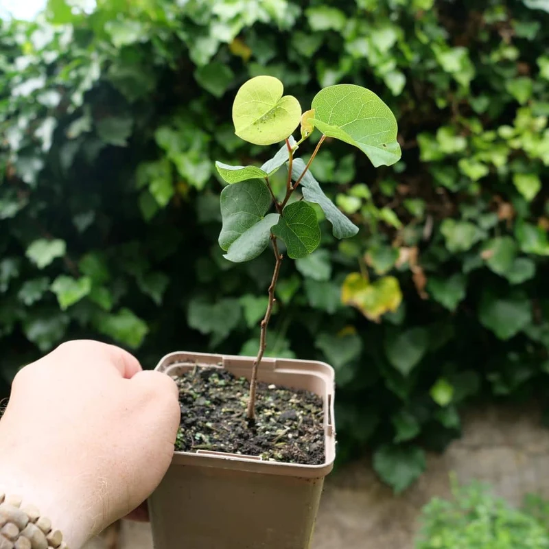 Gainier du Canada — Graines ou plant