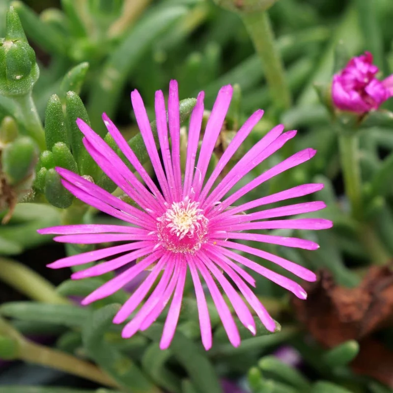 Pourpier vivace de Cooper — Plant